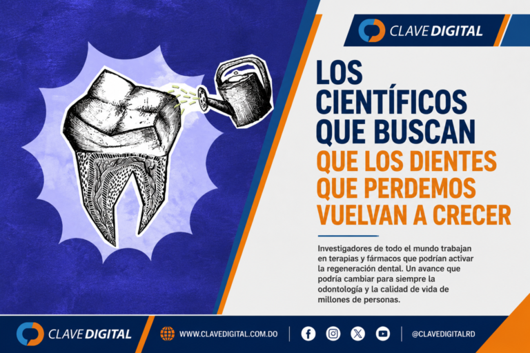 Los científicos que buscan que los dientes que perdemos vuelvan a crecer